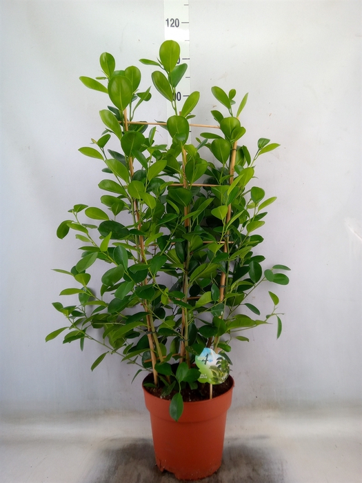 <h4>Ficus microcarpa 'Moclame'</h4>