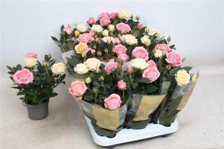 <h4>Ro Kor Grande Gem In Pot</h4>