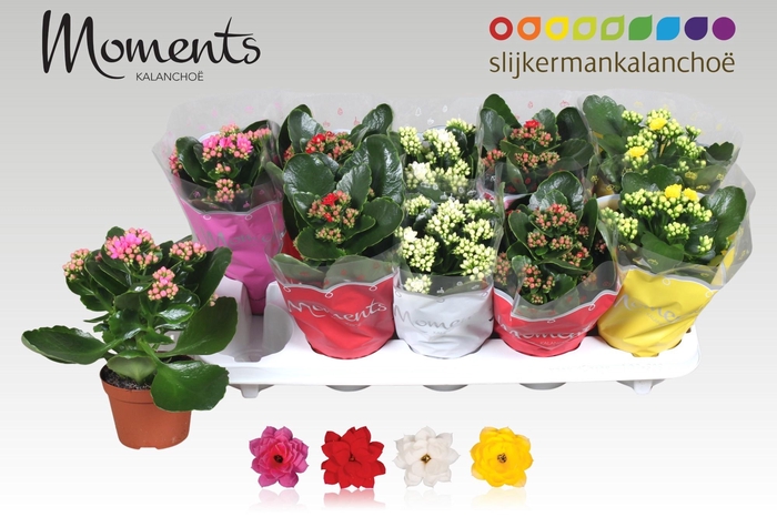 <h4>KAL GE GEM 4 KL</h4>