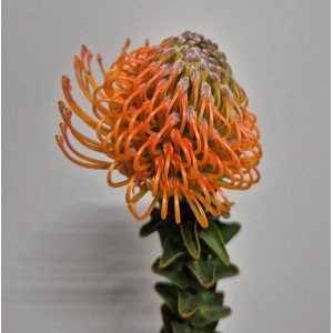 Leucospermum Orange