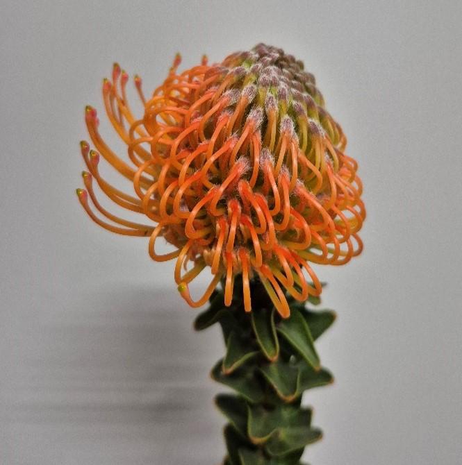 <h4>Leucospermum Orange</h4>