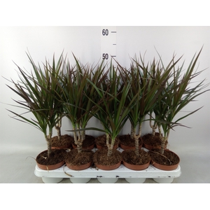 Dracaena marg. 'Magenta'