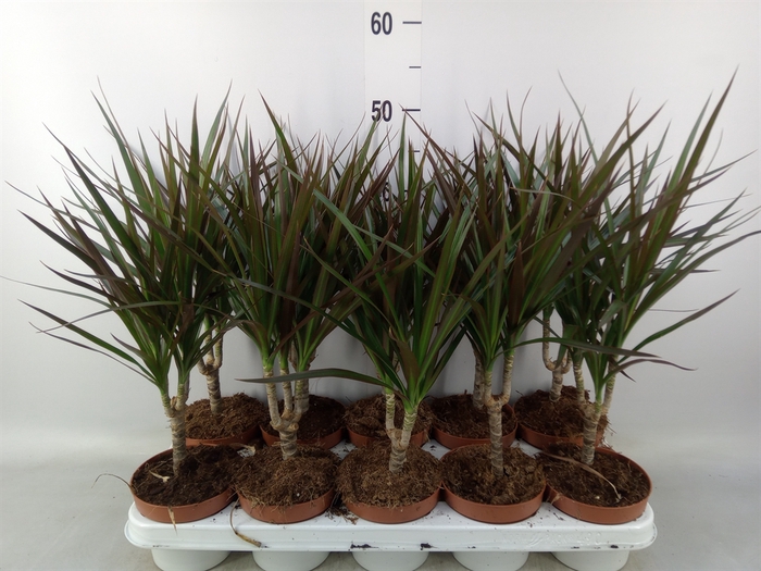 <h4>Dracaena marg. 'Magenta'</h4>