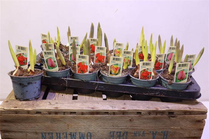 <h4>arr8 Tul Gem 4 Kleuren</h4>