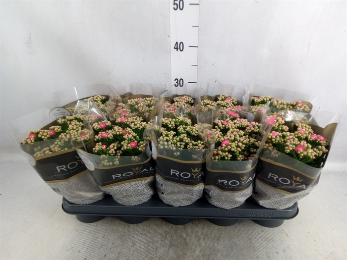 <h4>Kalanchoe blos. 'RosDon Nando'</h4>