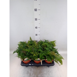 Humata griffithiana var. tyermannii