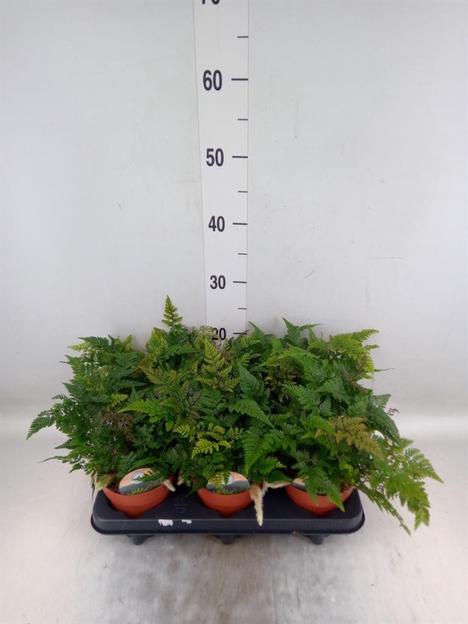 <h4>Humata griffithiana var. tyermannii</h4>