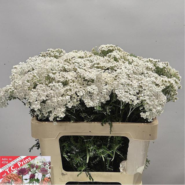 <h4>ACHIL M WHITE BEAUTY</h4>