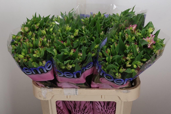 <h4>Alst Fl Joy Ride</h4>