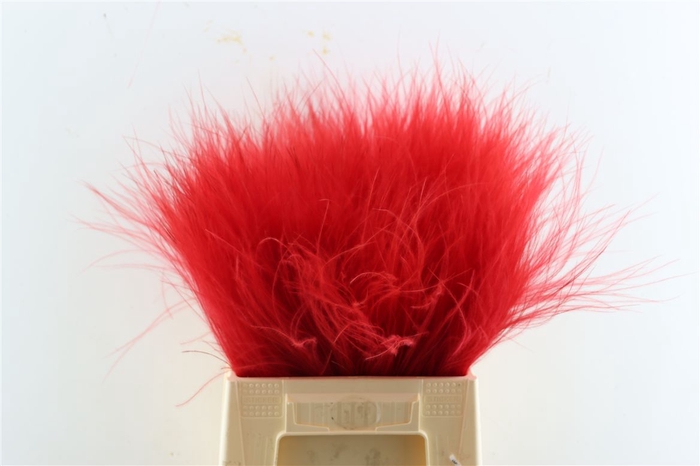 Dried Stypha Red(10 Toef) Bunch