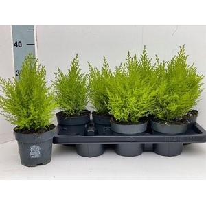 Cupressus macro. 'Goldcrest Wilma'