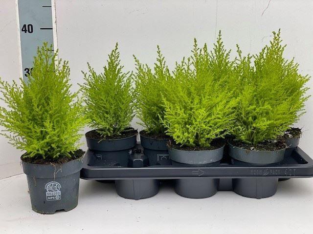 <h4>Cupressus macro. 'Goldcrest Wilma'</h4>