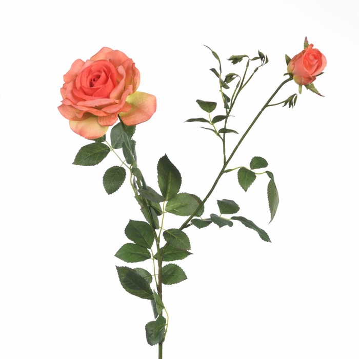 <h4>Af Rosa X2 L102cm Salmon</h4>