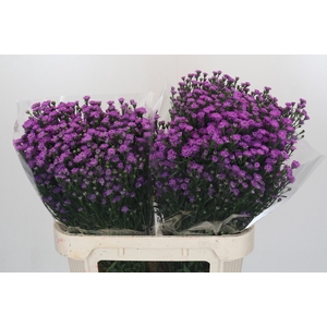 Aster Baby Pink