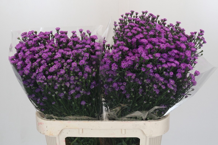 <h4>Aster Baby Pink</h4>