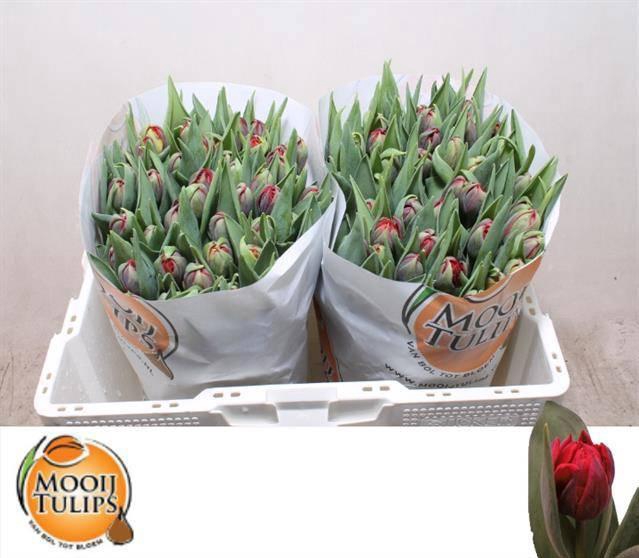 <h4>TU DU RED PRINCESS</h4>