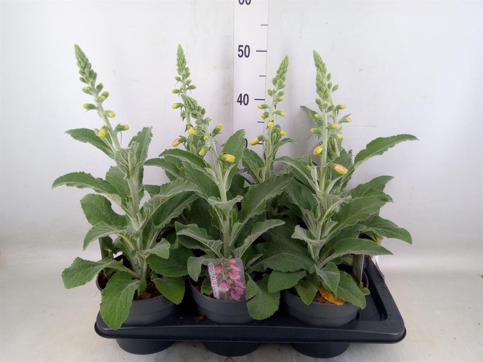 <h4>Digitalis   ...</h4>
