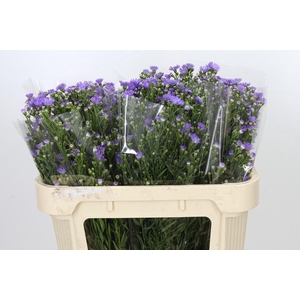 Aster Cassandra