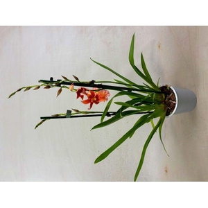 Burrageara  'Nelly Isler'