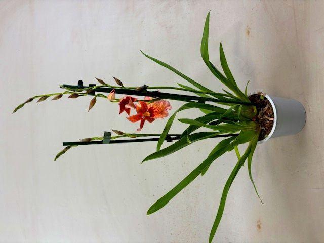 <h4>Burrageara  'Nelly Isler'</h4>