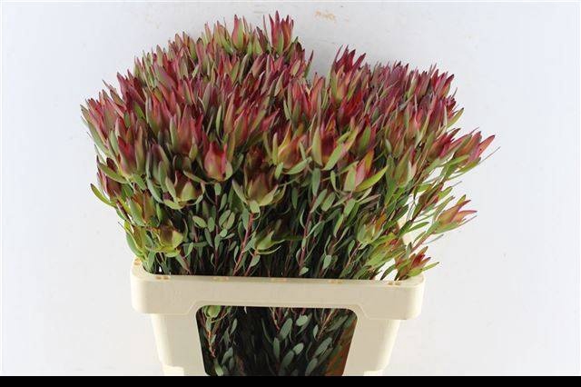 <h4>LEUCAD SAL BLUSH</h4>