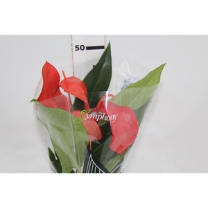 ANTHURIUM SCHERZERIANUM CHRISTINE P15