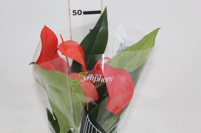 <h4>ANTHURIUM SCHERZERIANUM CHRISTINE P15</h4>