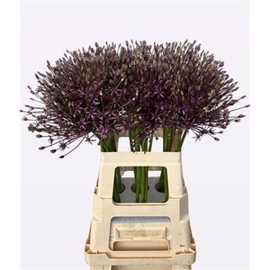 Allium Spider