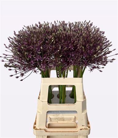 <h4>Allium Spider</h4>