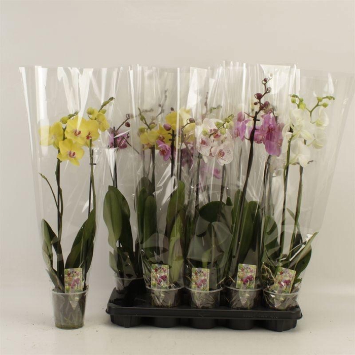 <h4>PHAL GEM</h4>