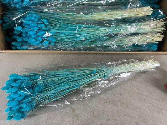 Df Phalaris Bs Turquoise 100g