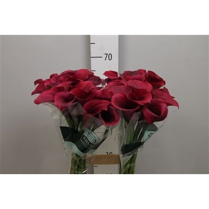 Zantedeschia  'Captain Promise'