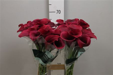 <h4>Zantedeschia  'Captain Promise'</h4>