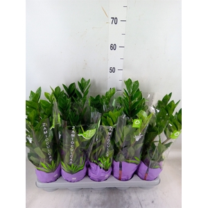 Zamioculcas zamiifolia