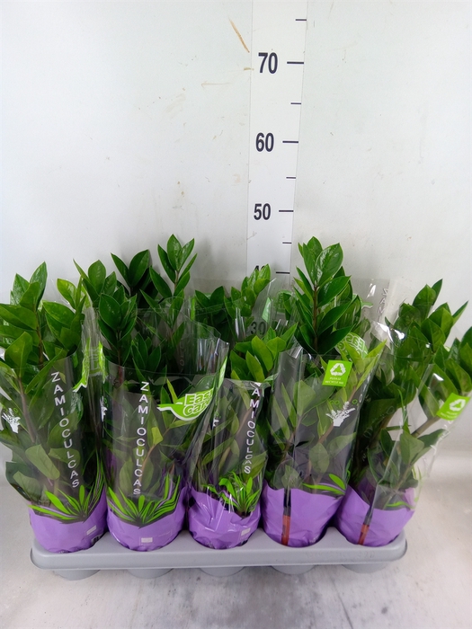 <h4>Zamioculcas zamiifolia</h4>