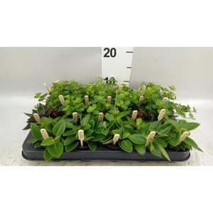 Peperomia   ...mix