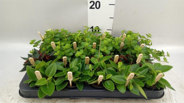 <h4>Peperomia   ...mix</h4>