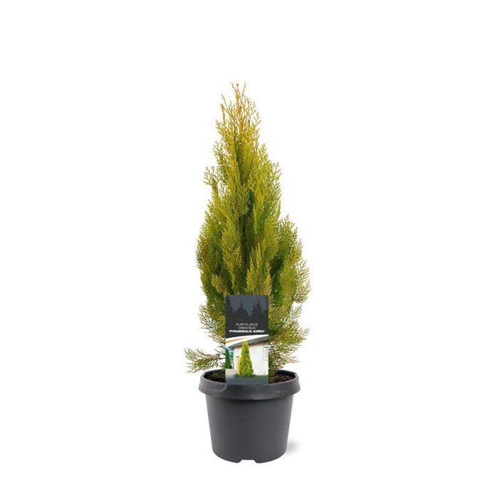 <h4>Platycladus orientalis 'Pyramidalis Aurea'</h4>