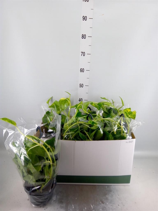 <h4>Epipremnum pinn.   HG</h4>