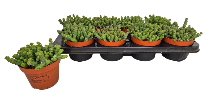 <h4>CRASS MARNIERIANA</h4>