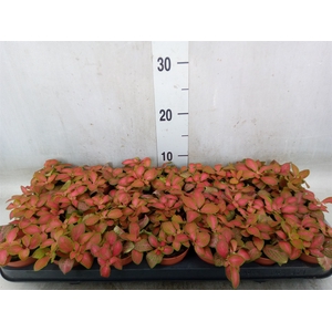 Fittonia   ...