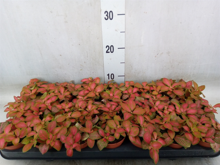 <h4>Fittonia   ...</h4>