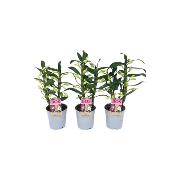 <h4>Dendrobium Nobile, Apollon 2-tak 35cm+</h4>