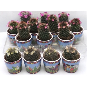 CACTUS BLOEIEND