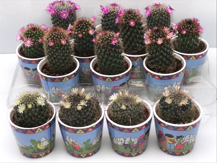 <h4>CACTUS BLOEIEND</h4>