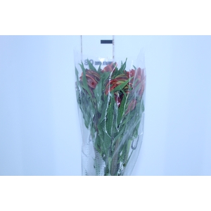 ALSTROEMERIA CHEERIO 080 CM