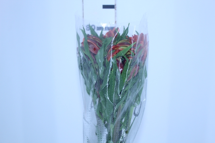 ALSTROEMERIA CHEERIO 080 CM