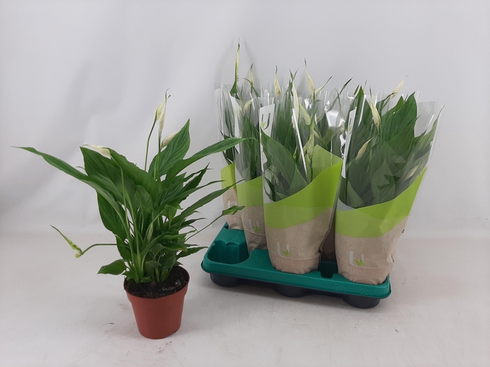 <h4>SPATH TORELLI</h4>