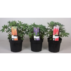 Lupinus 'West Country' Mix - 19 cm