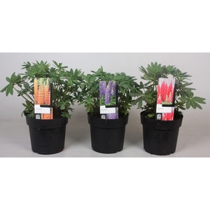 Lupinus 'West Country' Mix - 19 cm